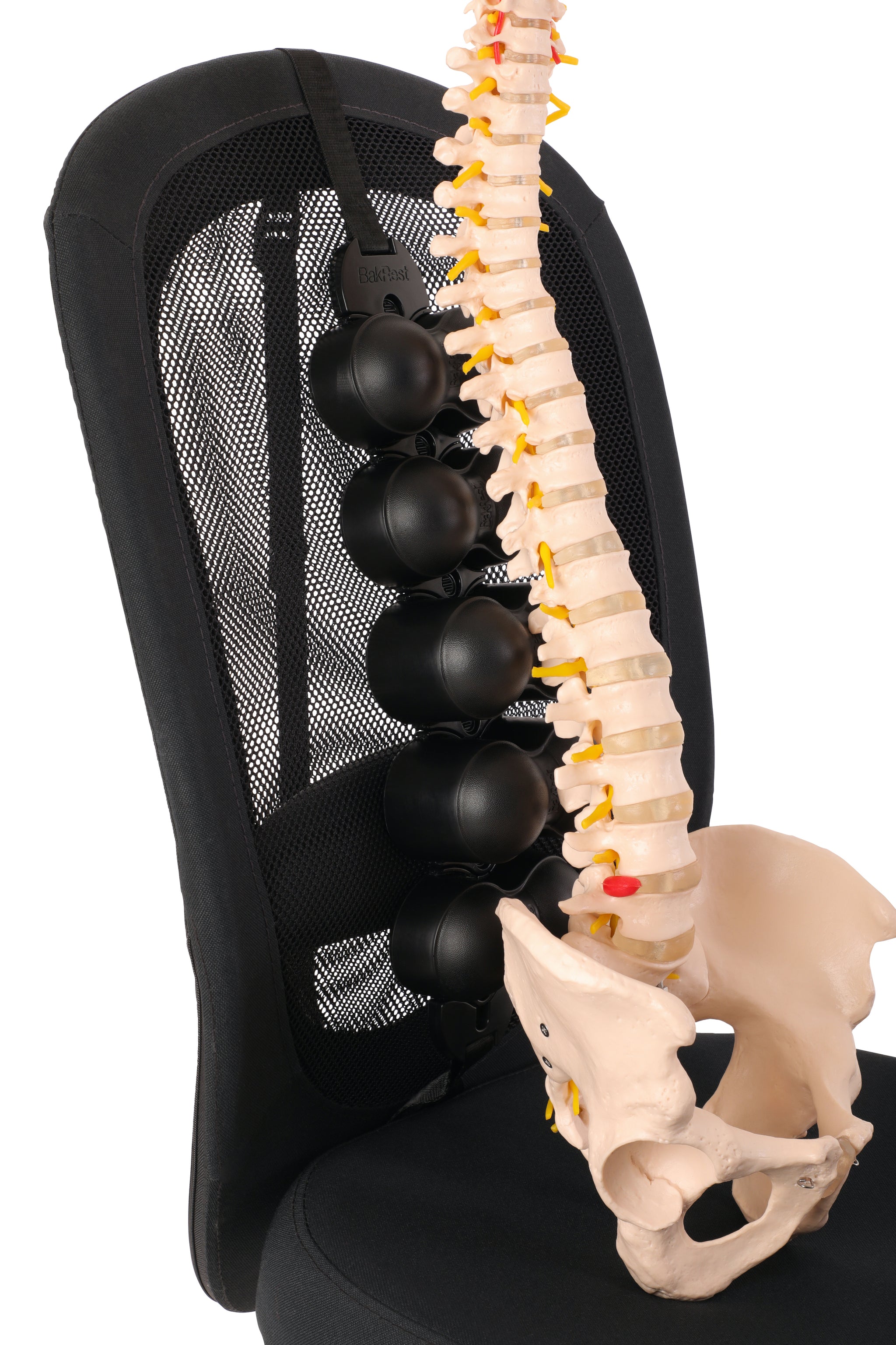 The all NEW BakRest! (Standard BakRest)